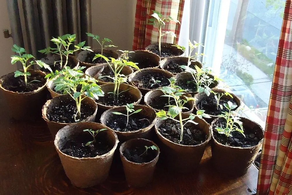 Tomato seedlings near a window