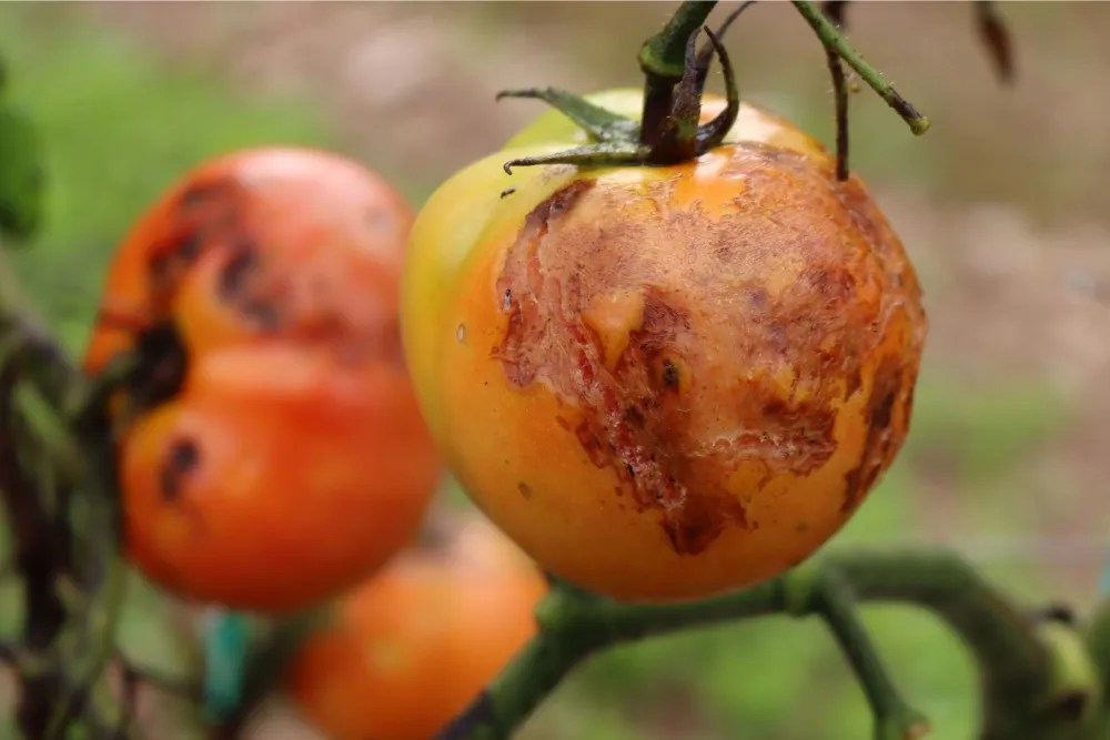 unripe tomatoes on plant in the vegetable garden affected by anthracnose rot