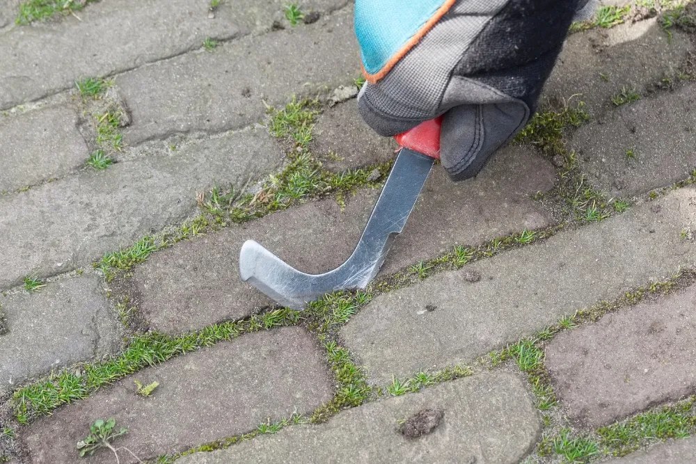 scraping moss between paver bricks