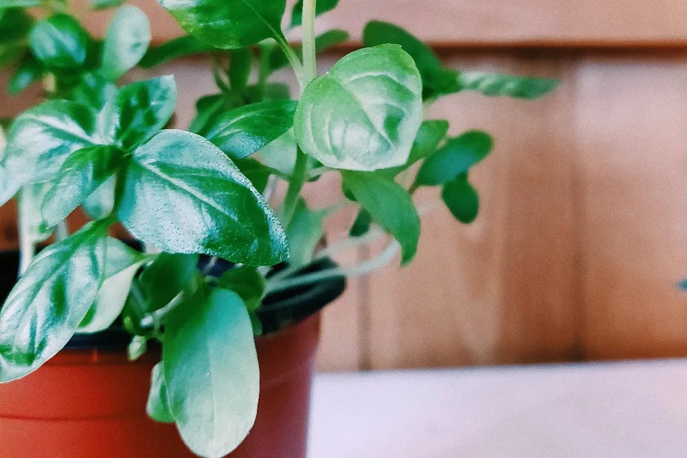 Basil companion planting