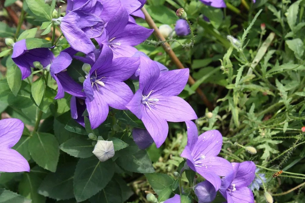 Balloon flowers in garden