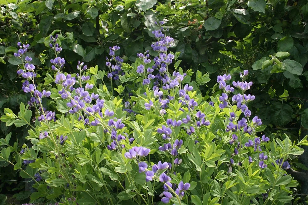 Blue false indigo perennials
