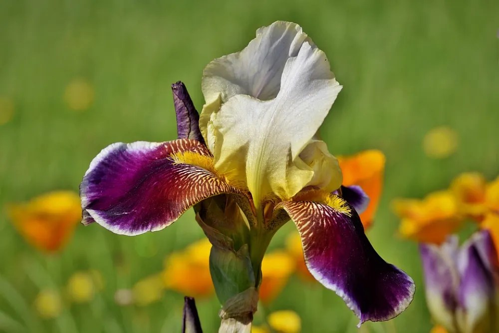 Iris perennial plant