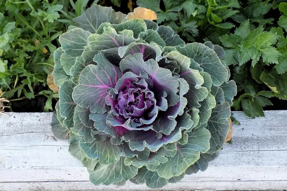 Cabbage plant in garden