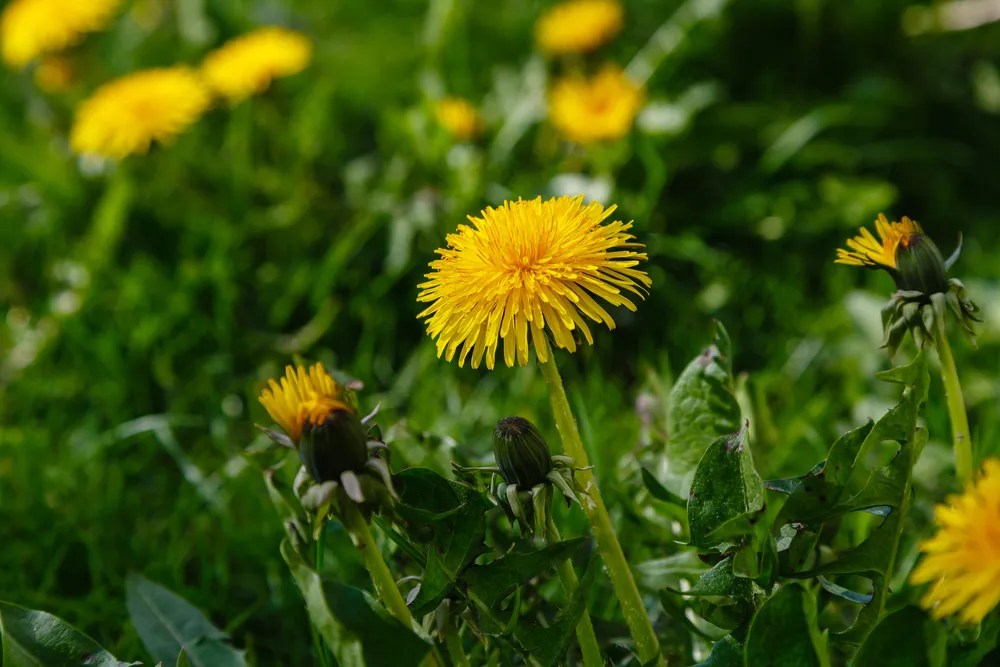 Dandelions