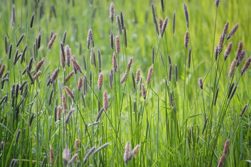 Foxtail