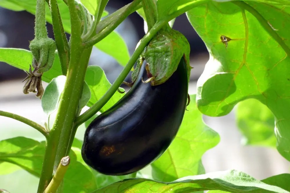 large eggplant