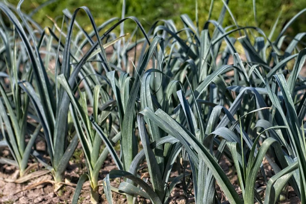 Leeks in garden