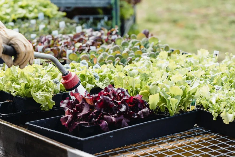 Lettuce in the garden