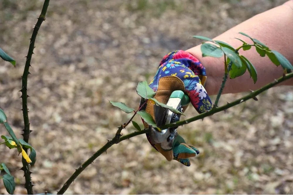 Pruning tools