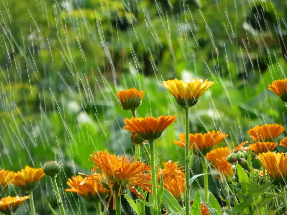 Rain in a garden