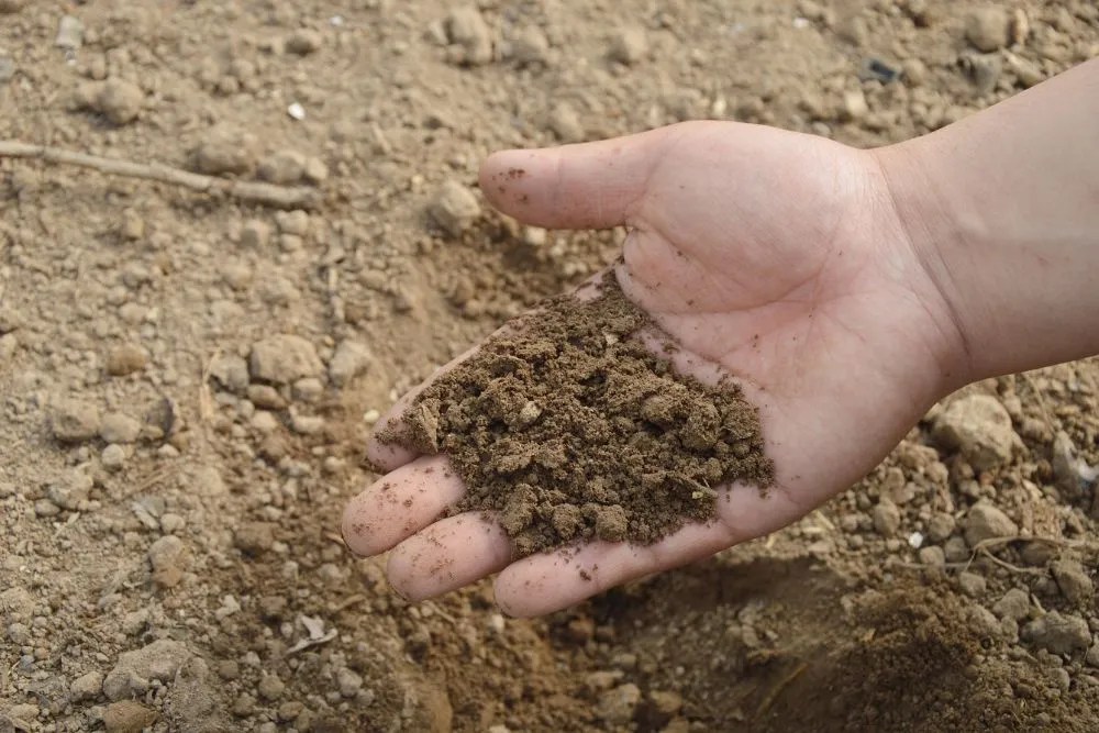 Soil close-up