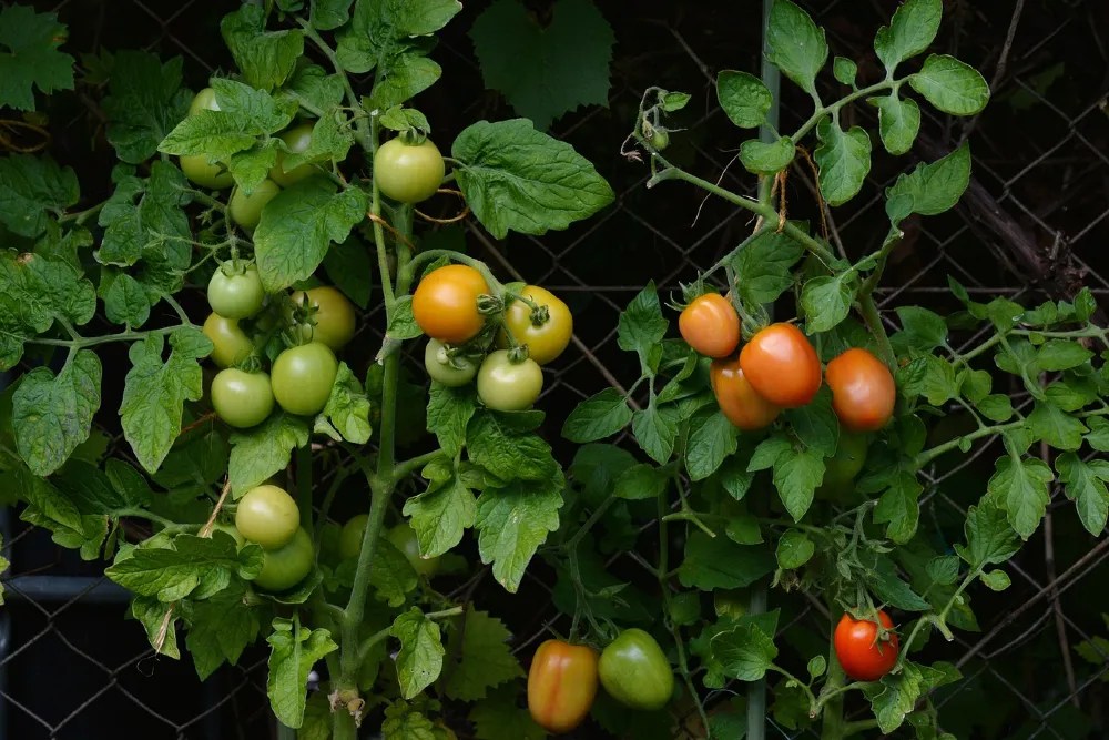 Tomato vines