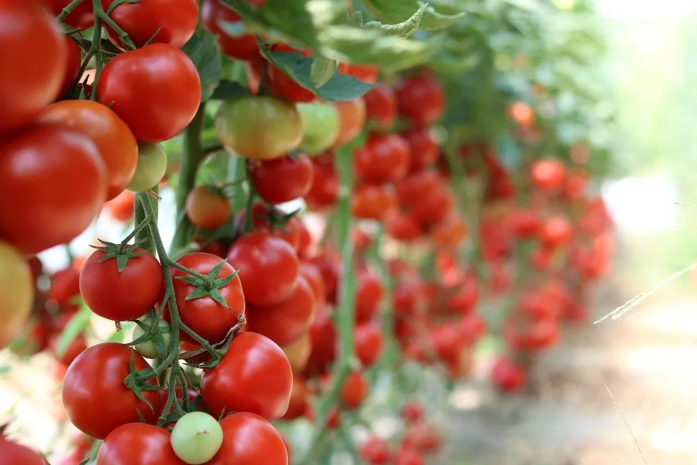 Tomatoes in garden