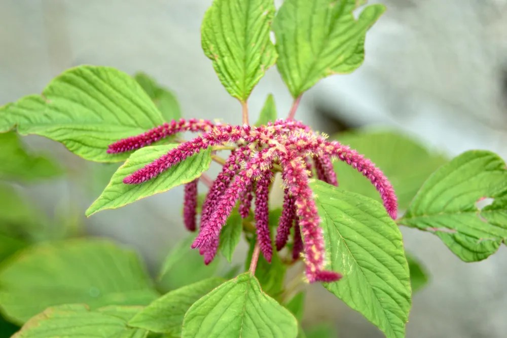 Wild Amaranth