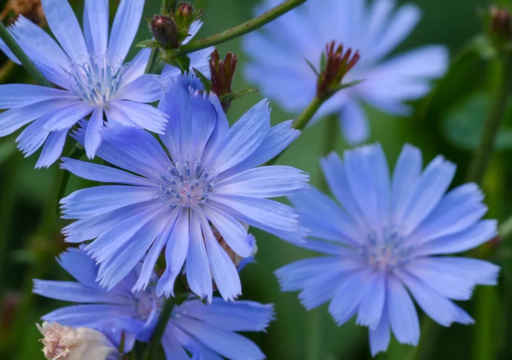 Wild Chicory