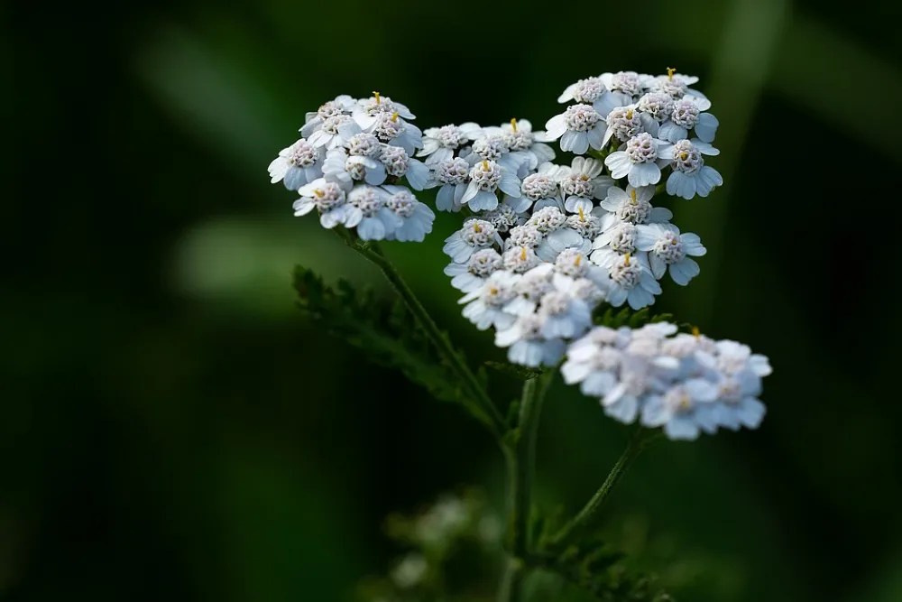 Yarrow long lasting perennials