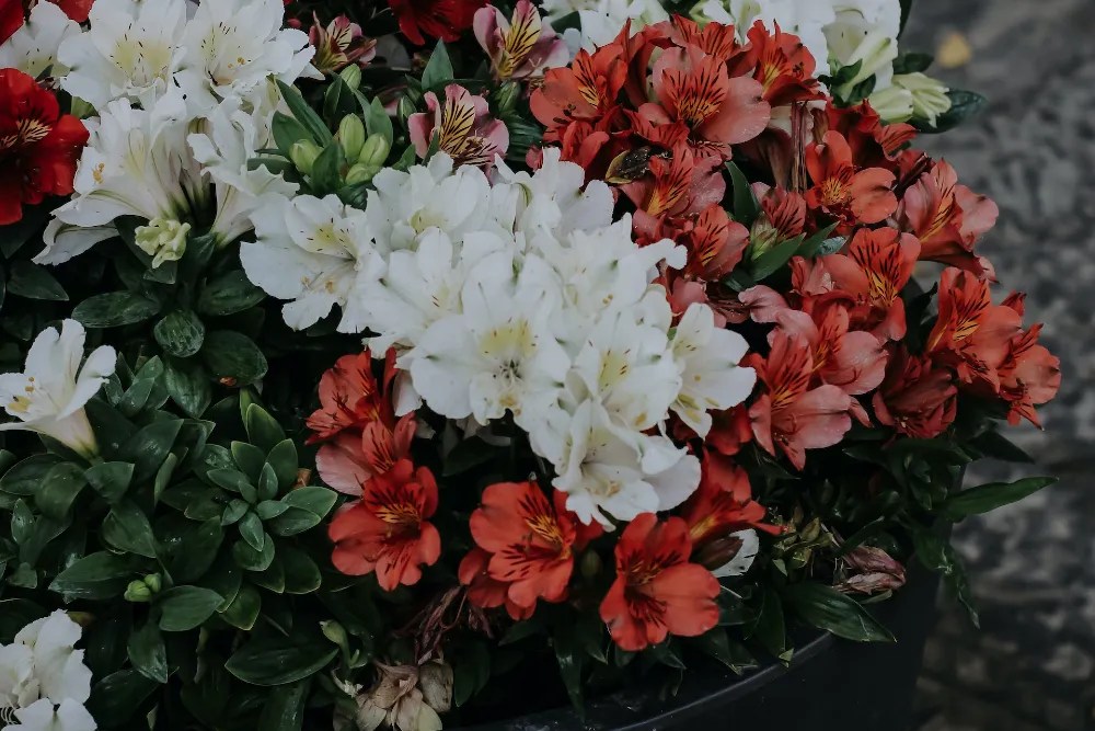 Azaleas in a pot