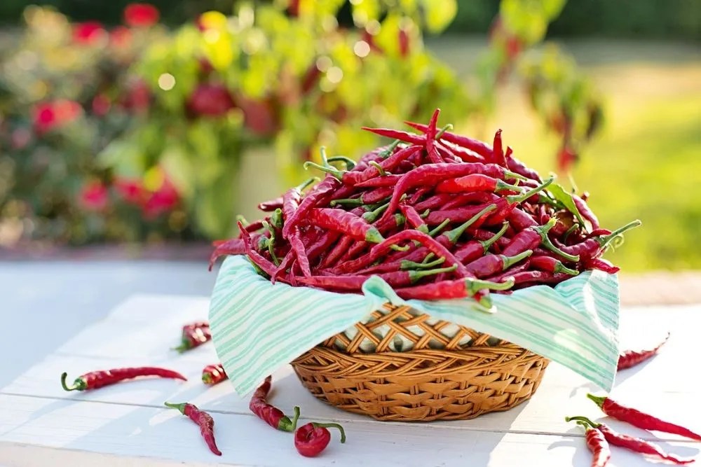 Basket of cayenne peppers in a garden.