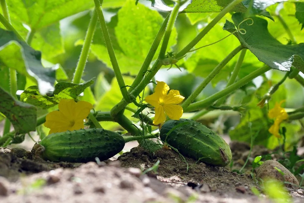 The Best Mulch For Your Cucumber Plants