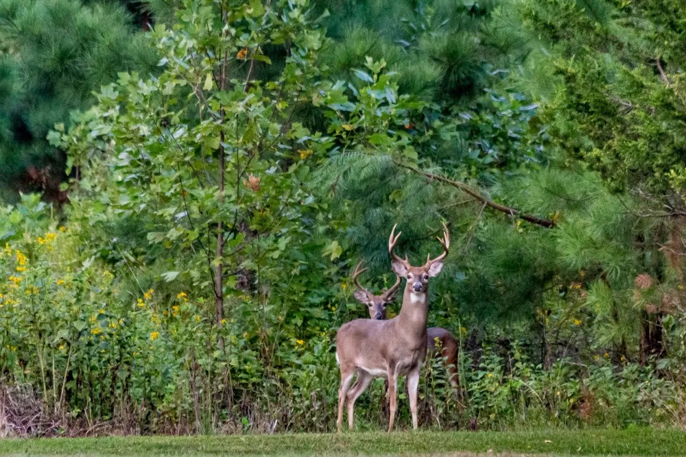 Deer near plants