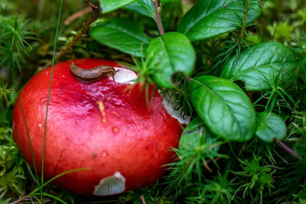 Slug on a fruit