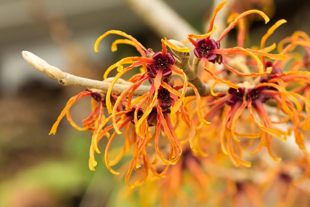 Witchhazel