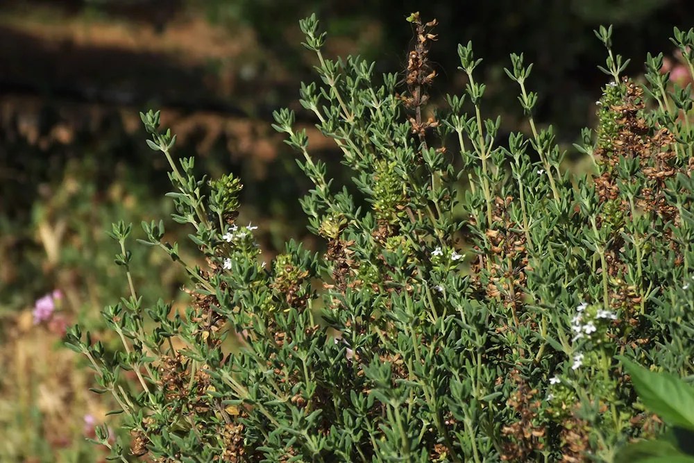 A thyme plant with flower heads.