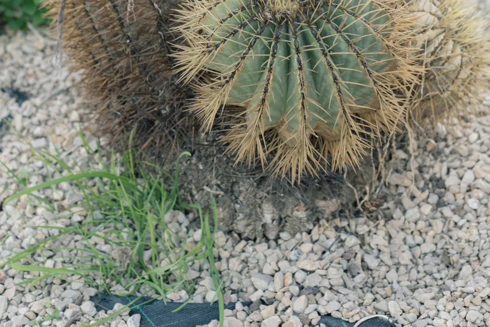 Gravel mulch in garden
