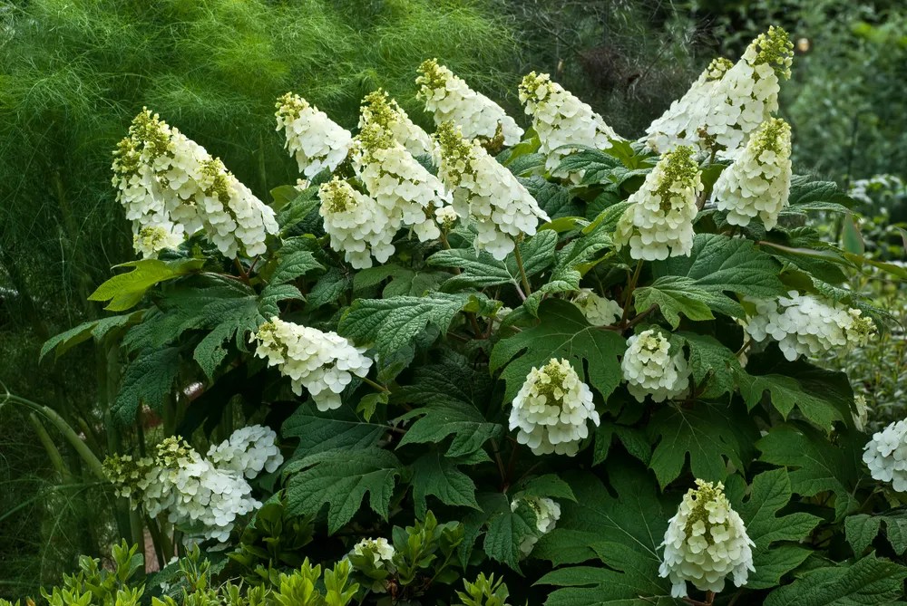Oakleaf hydrangea