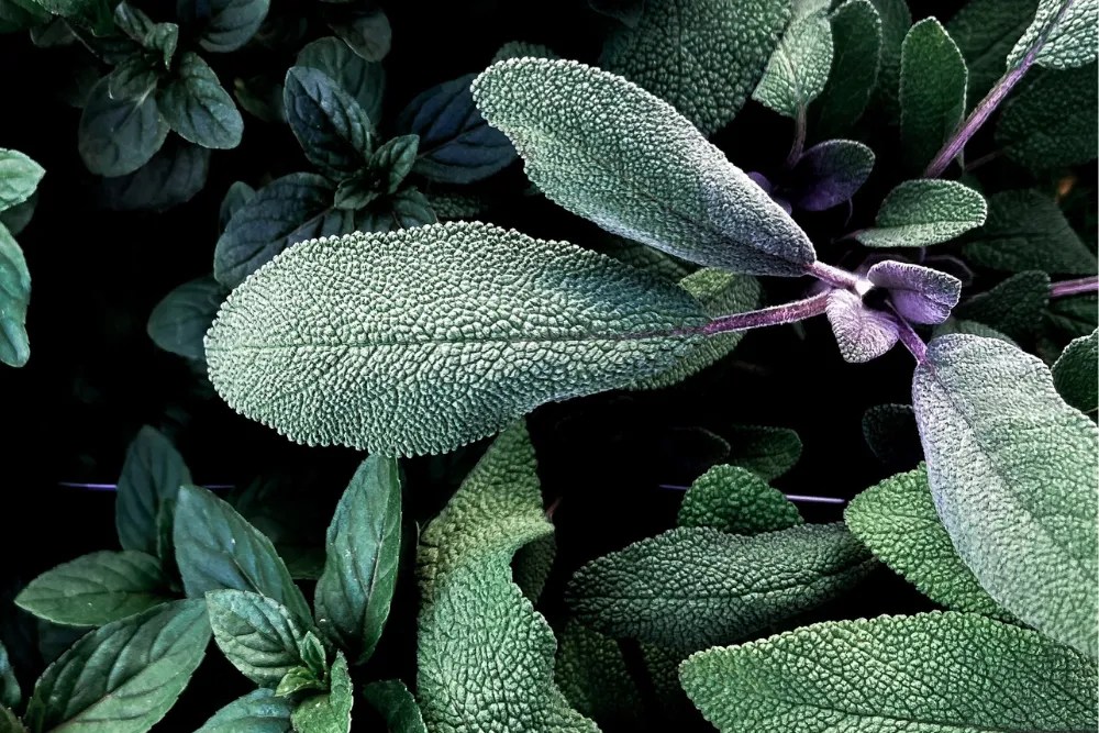 Sage plant