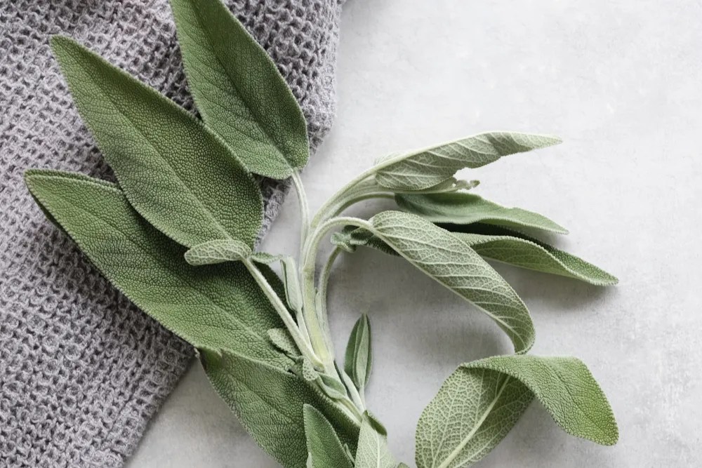 Sage on a table.