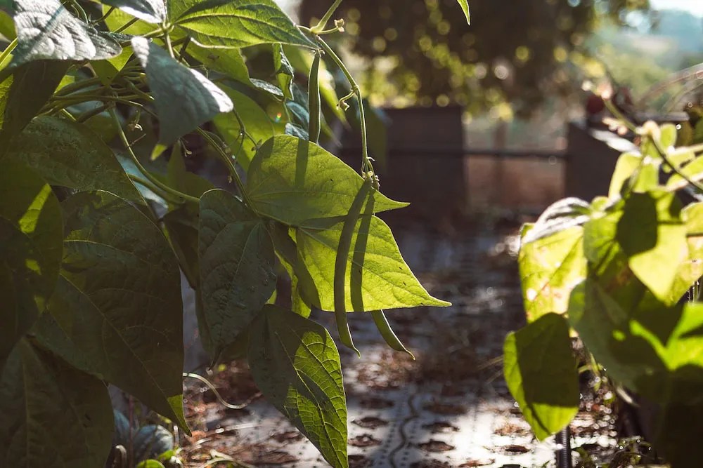 Beans on a vine in a shaded garden.
