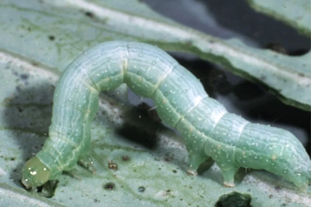 Cabbage looper on leaf