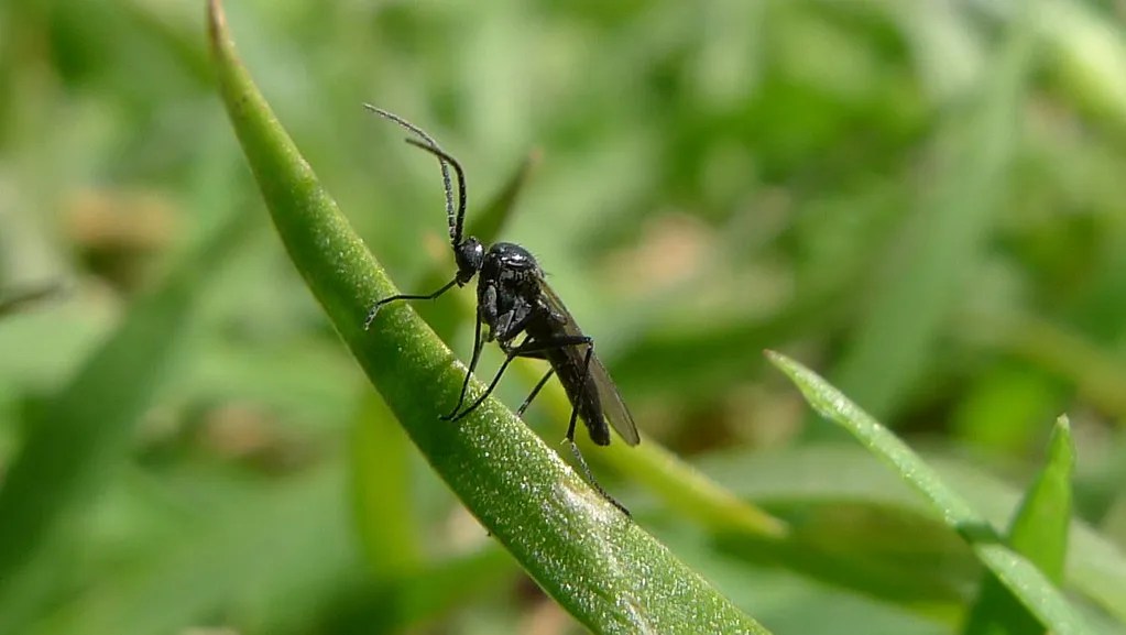 A dark winged fungus gnat on a green leaf blade