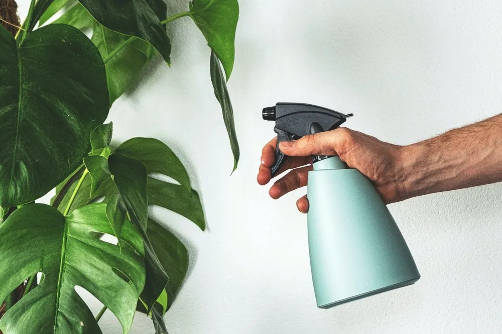 Hand with a spray bottle, misting Monstera