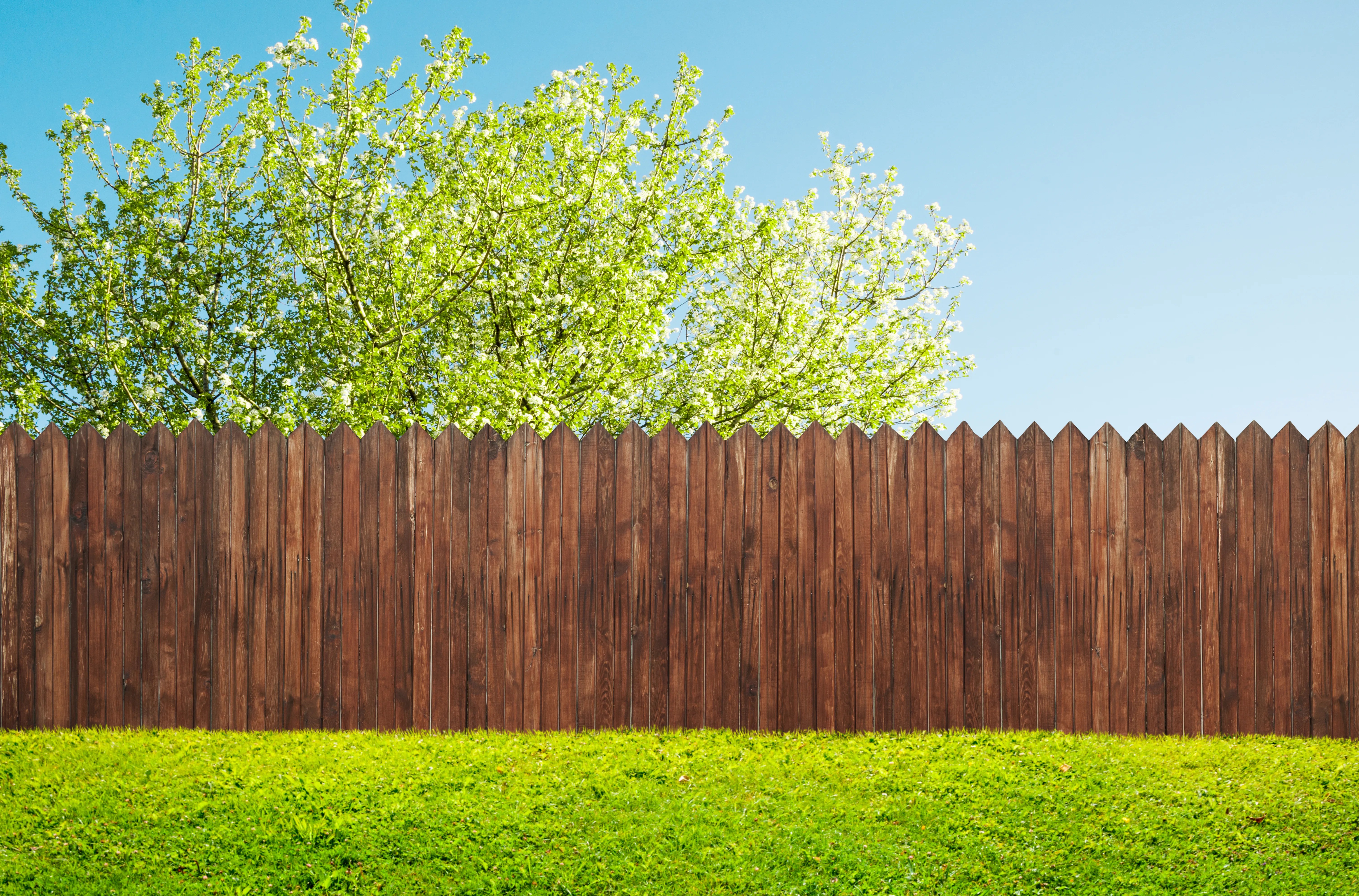 Fence in the springtime