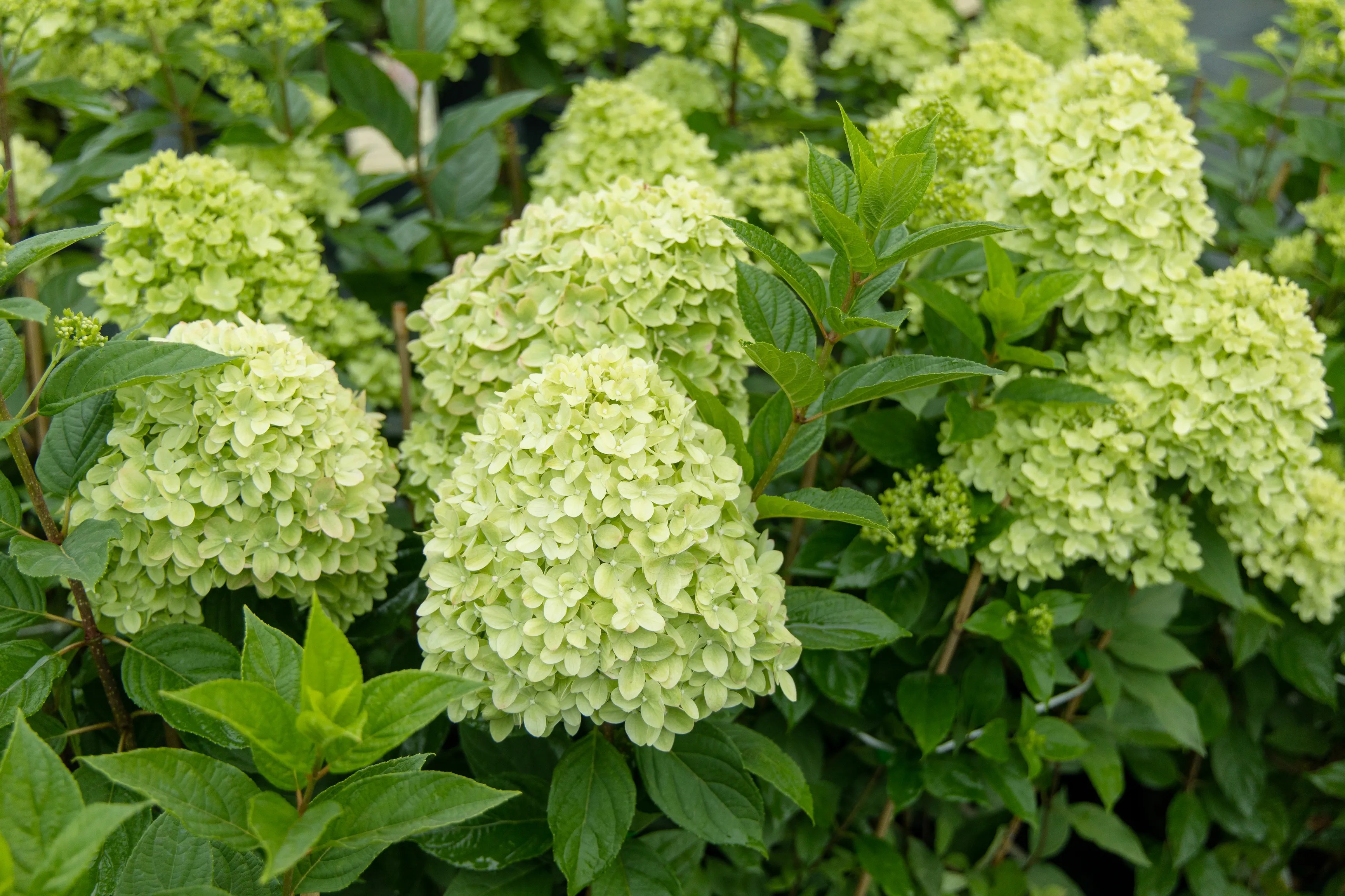 Limelight Hydrangeas