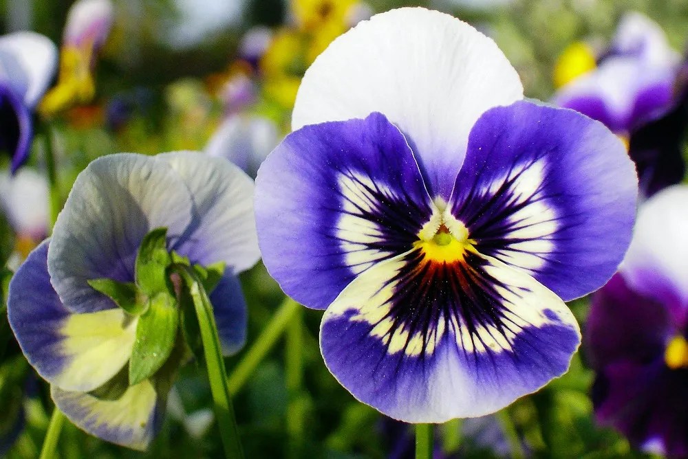 7 Best Flowers to Plant in September