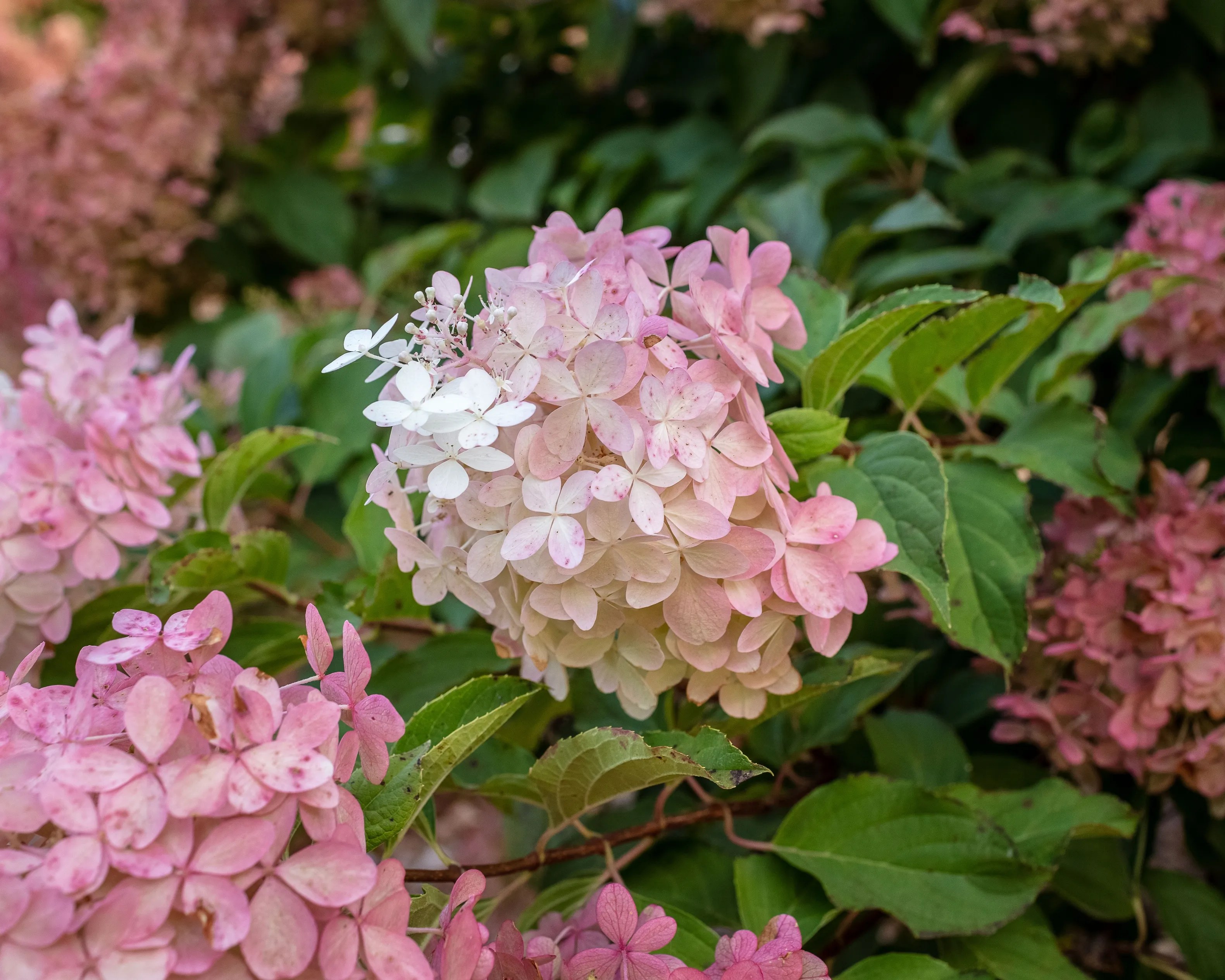 PeeGee Hydrangea