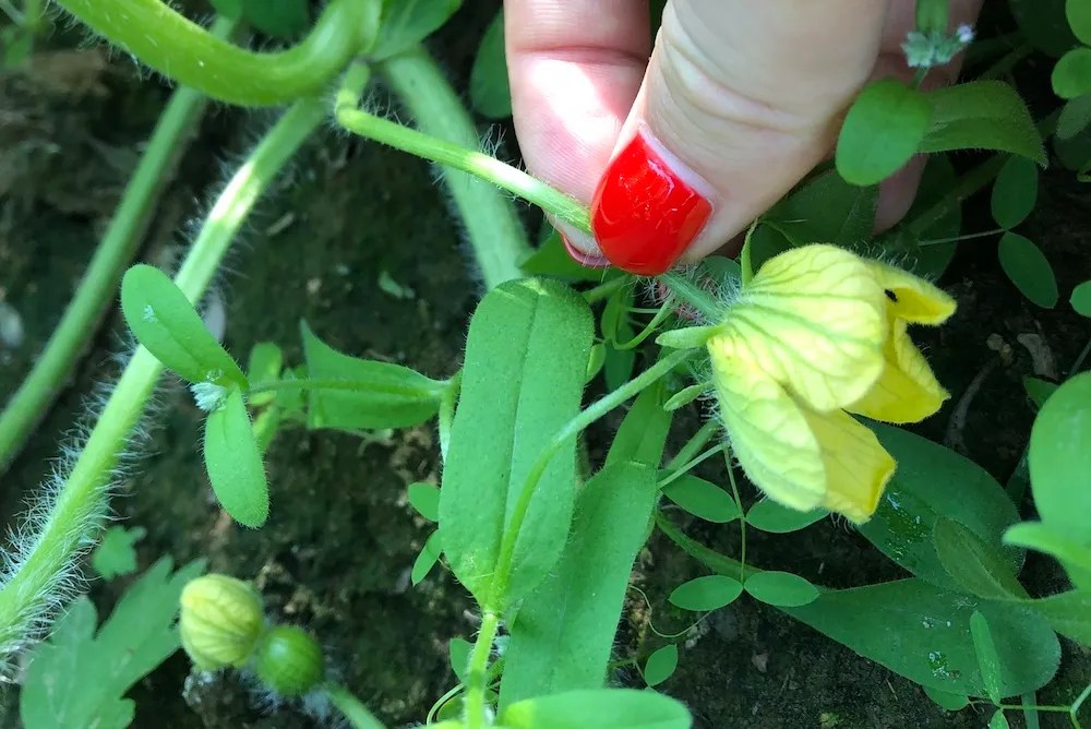 pinching watermelon flowers