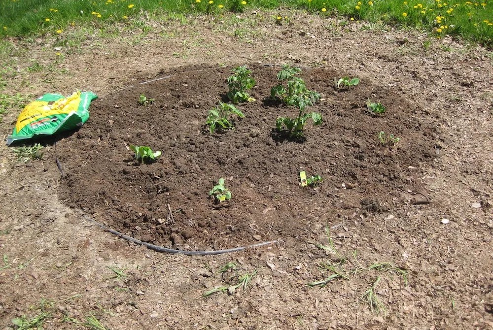 plants spaced apart growing in the soil