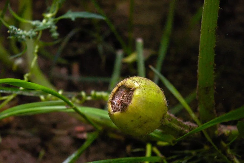 poorly growing watermelon