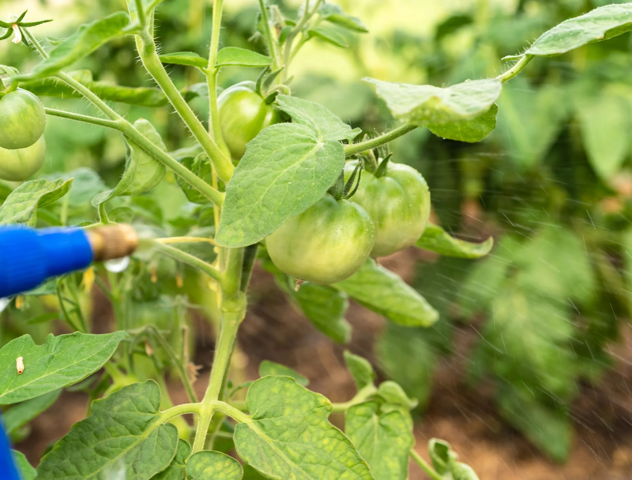 Spraying a tomato with liquid from pests