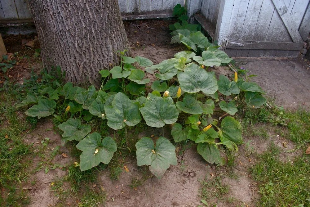 watermelon plant