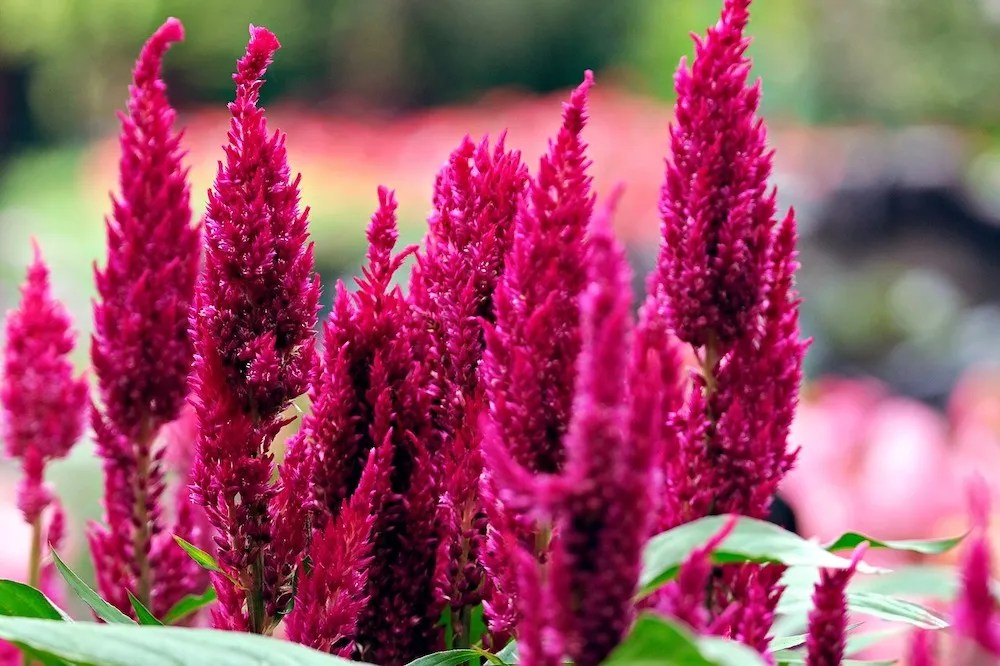 Celosia