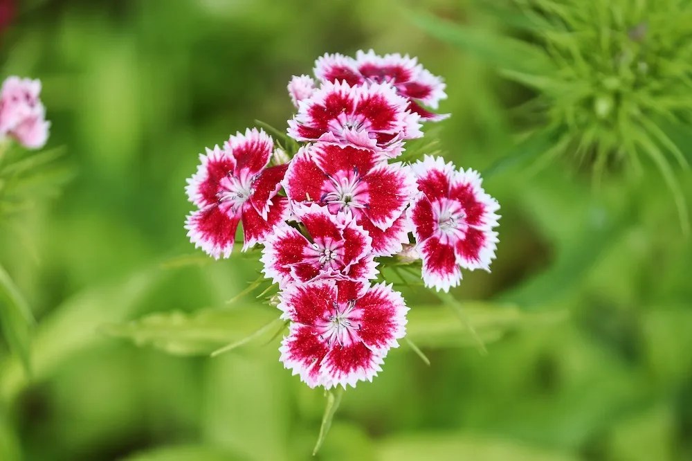 Dianthus