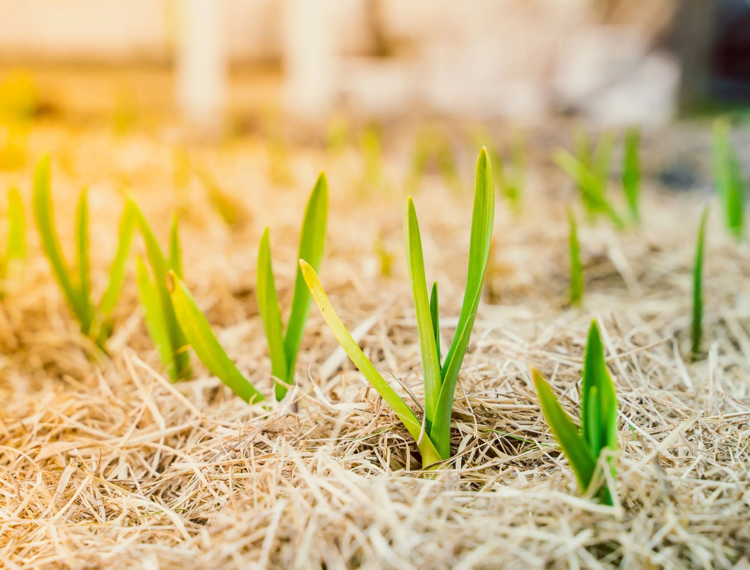 Garlic shoots sprouting through a layer of dry grass clipping mulch