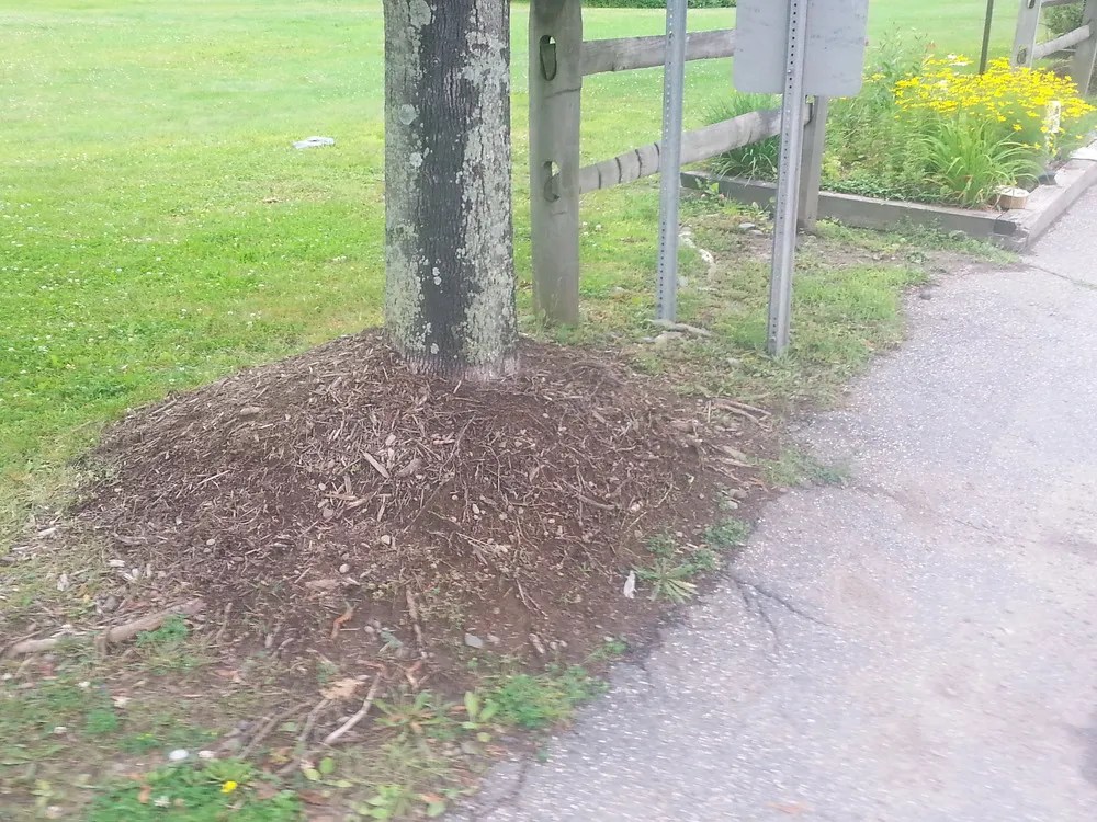 Mulch mounded around a tree base