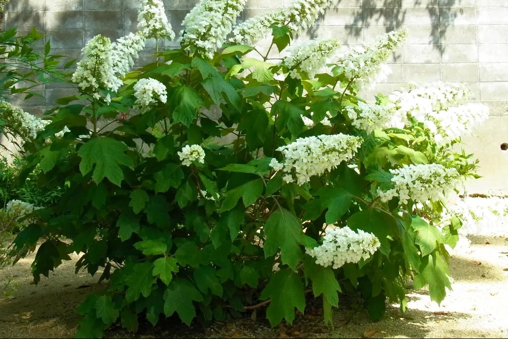 7 Tips For Pruning Oakleaf Hydrangeas